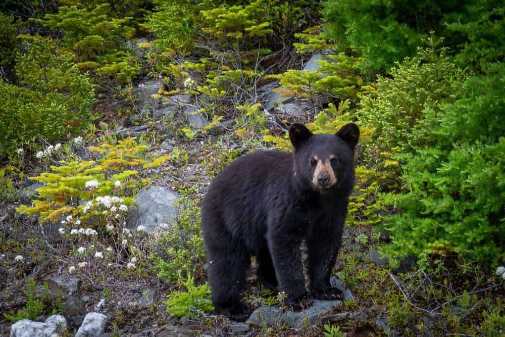 Black Bear Hunting – Powerful Strategies for 2024