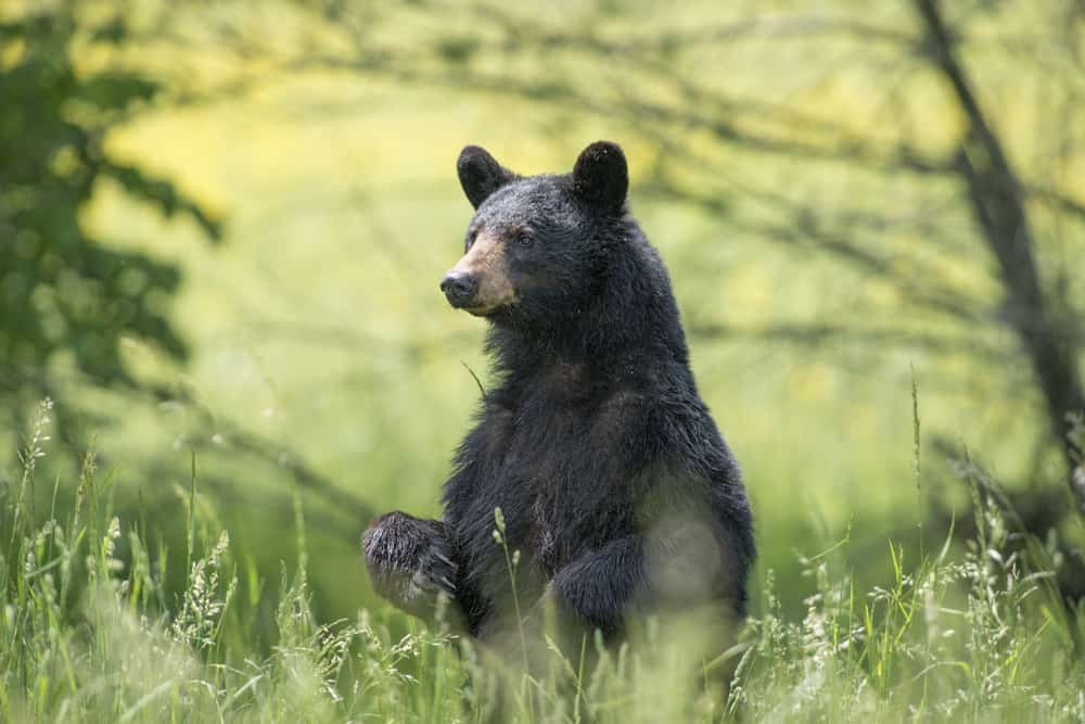 michigan bear hunting