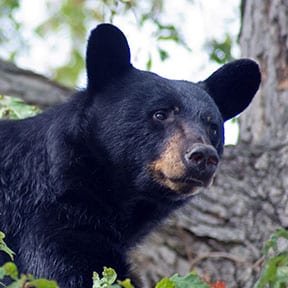 Bear Hunting NC – What You Need to Know Now
