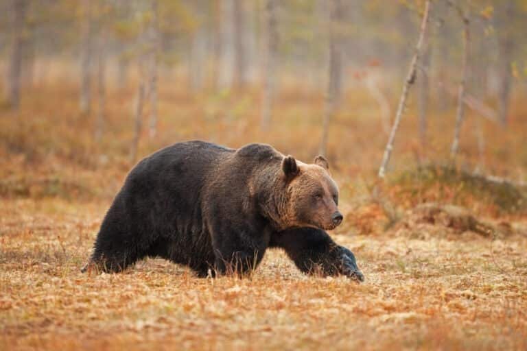 Bear Hunting Montana: A Thrilling Wilderness Adventure 2024