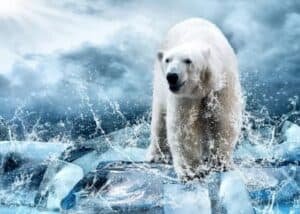 do polar bears hunt humans, aggressive bears in northern communities, with no natural predators