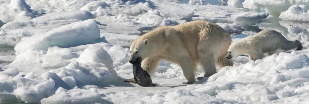 do polar bears hunt humans
