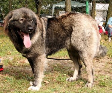 Unleashing the Might: Russian Bear Hunting Dog – A Powerful Guide