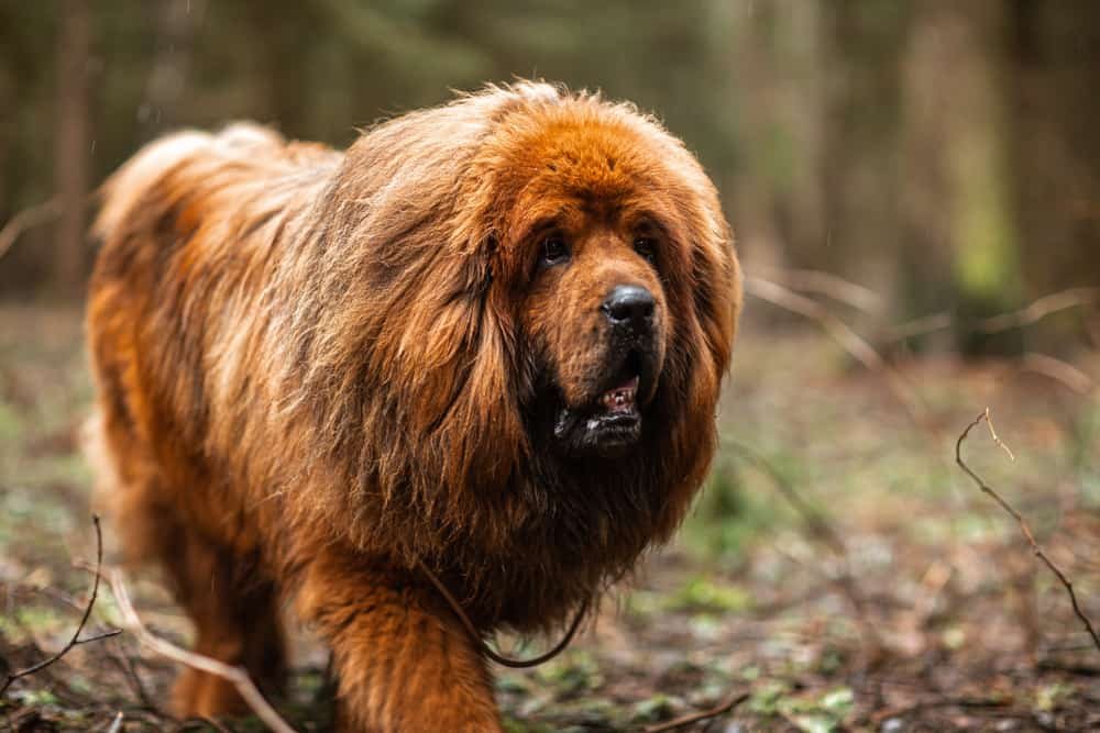 The Tibetan Mastiff Bear Hunting Dog – Big As A Bear!