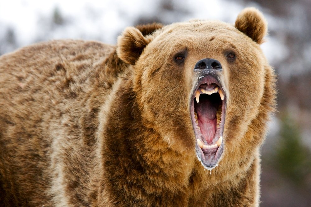 bear head, grizzly bear head, love the grizzly bear