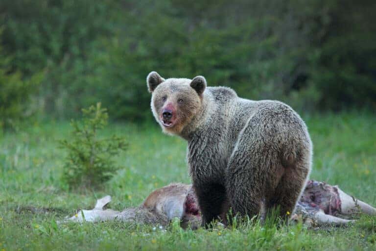 Ultimate Bear Hunts Guide: What You Need to Know