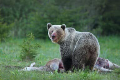 bear hunts