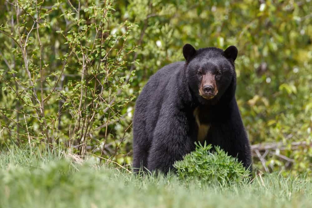 Maine: The Ultimate Bear Hunting Experience You’ll Never Forget – Ever!