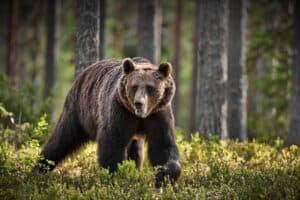 idaho bear hunting