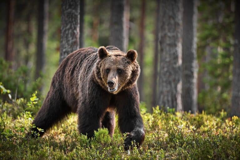 Idaho Bear Hunting Secrets – 3 Amazing Facts You Should Know