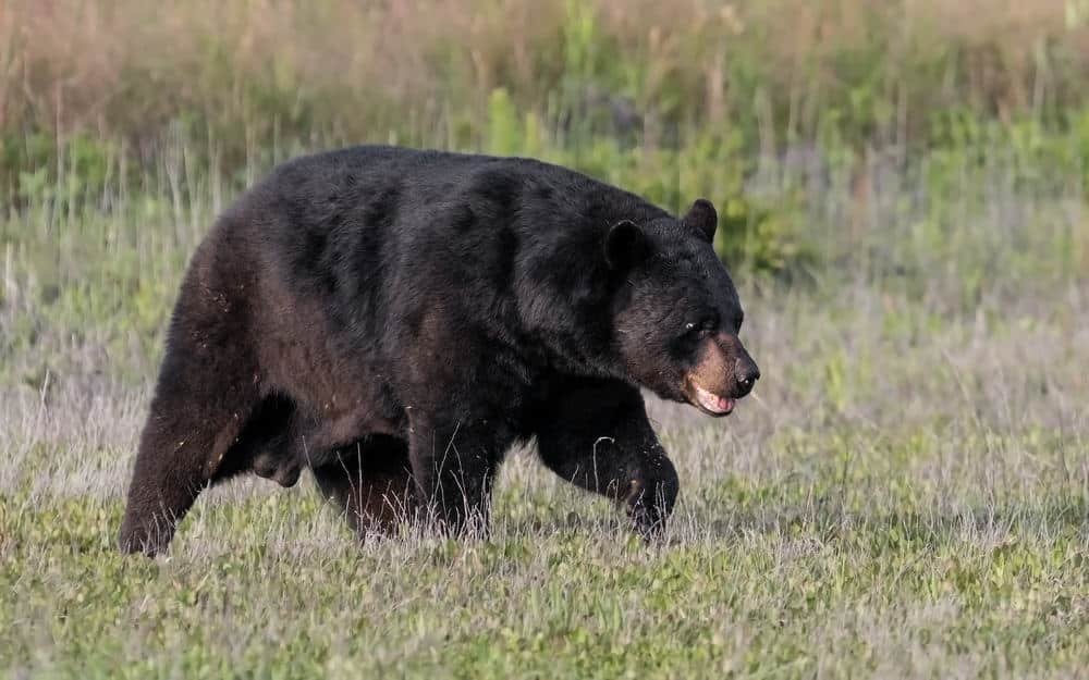MN Bear Hunting – The Best Bear Hunting in the US 2024