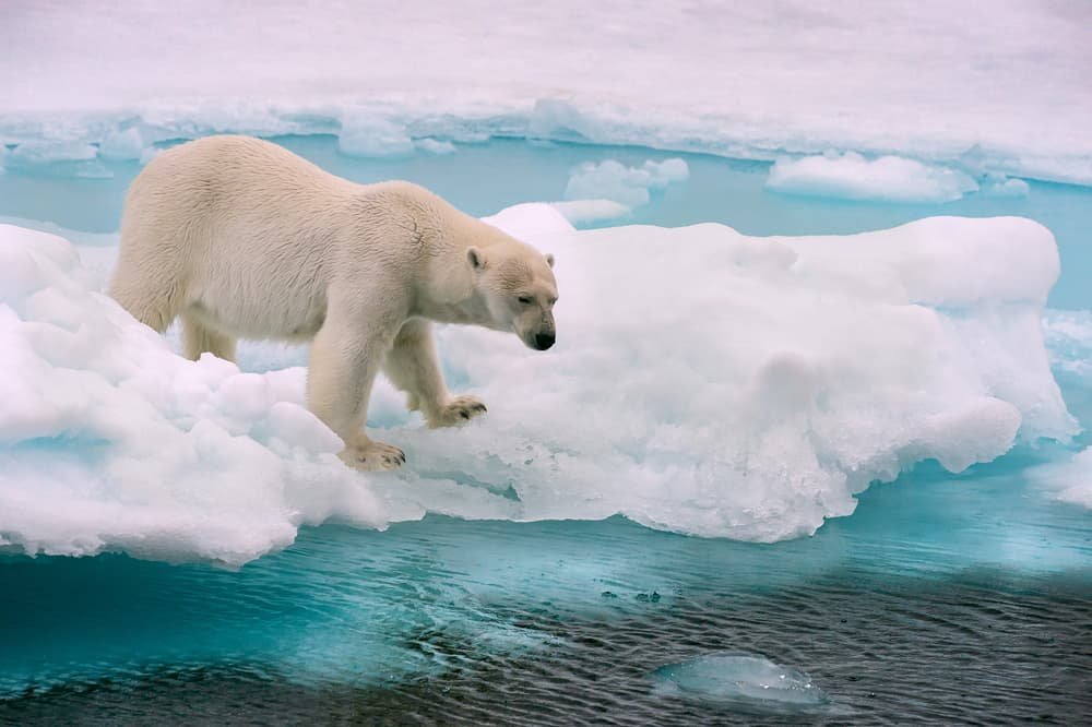 polar bear hunting