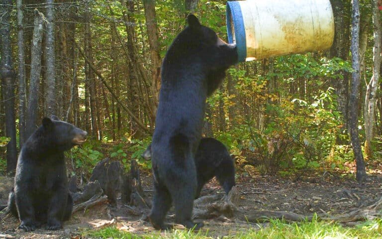 Bear Baiting Exposed – Unveiling This Brutal 1900’s Tradition