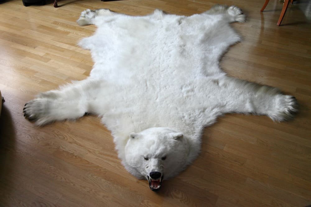 The Luxurious Genuine Bear Pelt: Transform Your Space in 2024