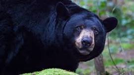 Virginia Bear Season – 5 Magnificent Reasons to Visit