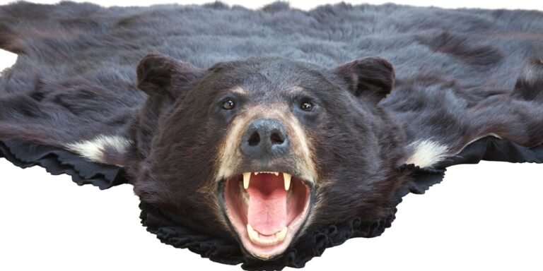 Bear Rug: A Powerful Symbol or Unethical Enigma in 2024?