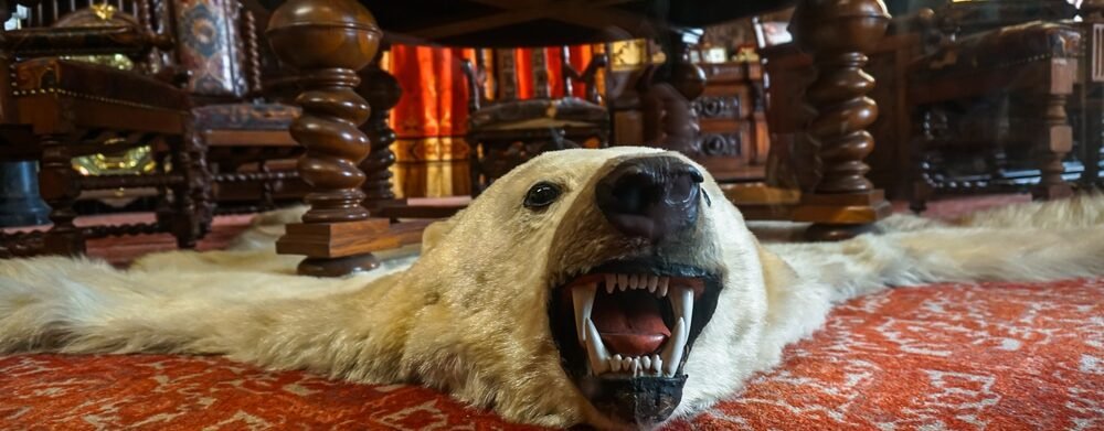 polar bear rug, polar bears, brown bears, bear spray, hunt humans, black bears, kill humans